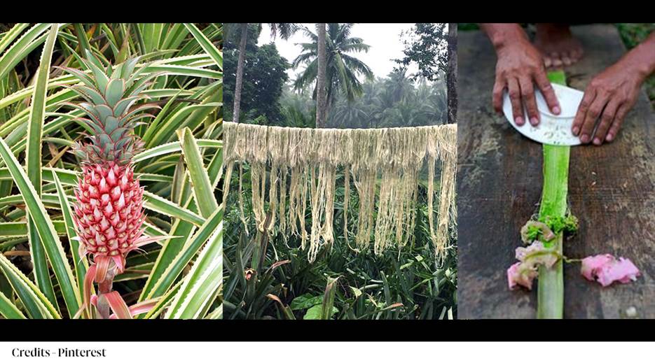 A collage of plants and plants

AI-generated content may be incorrect.