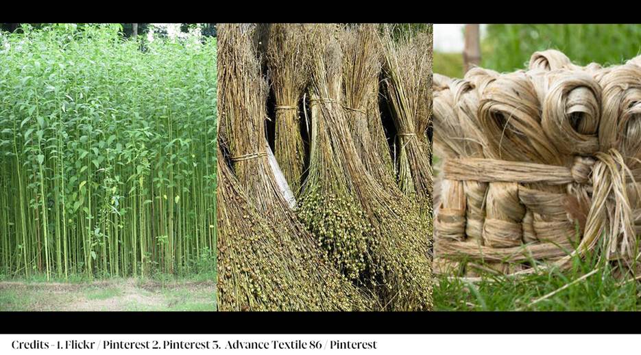 A collage of different types of plants

AI-generated content may be incorrect.
