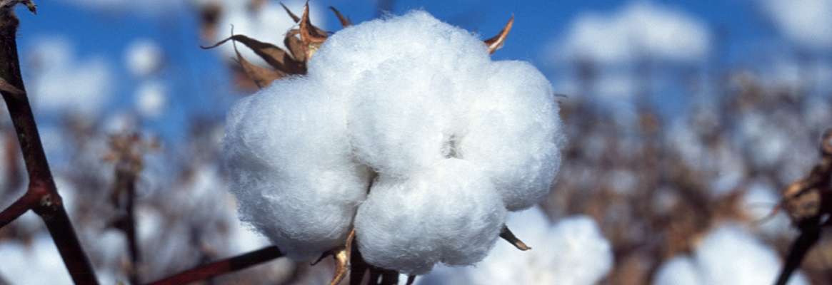 Units fabrication cotton fiber and cotton lint