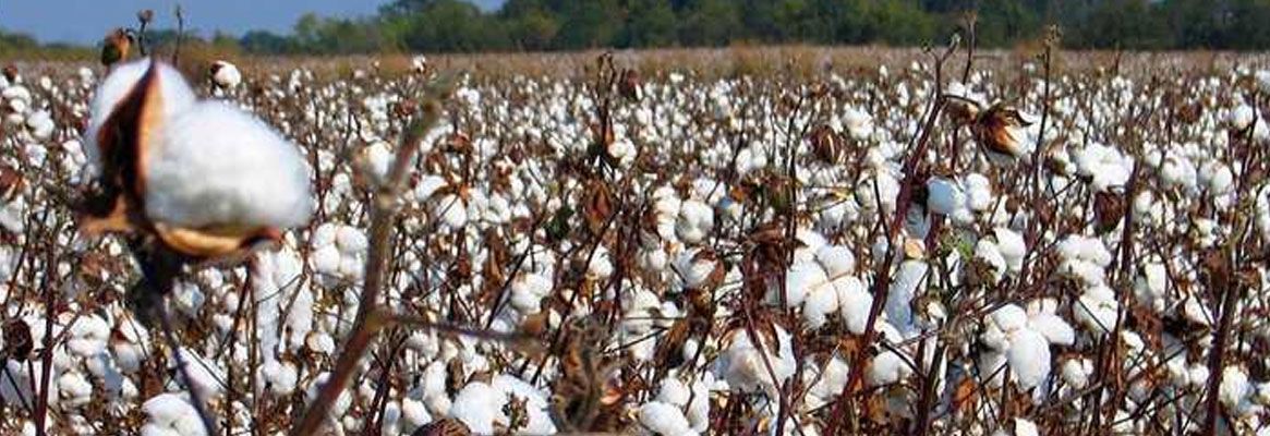 Brazilian cotton production model leads to higher yields