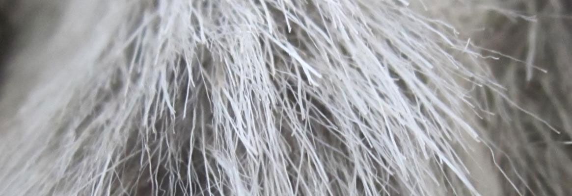 High Performance Fibers from Nature