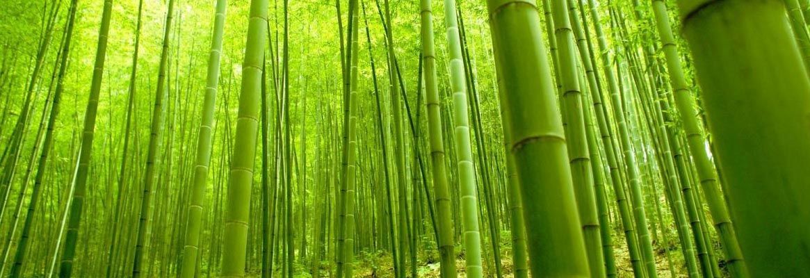 Bamboo fibre, Bamboo products, Fibre production, Green & biodegradable ...