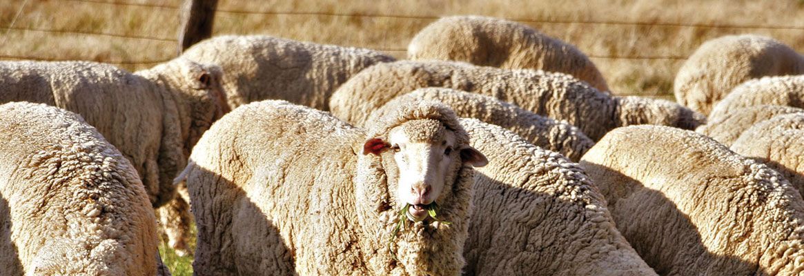 Government Should Stop Pulling Wool Over Eyes?