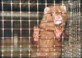 Say No To Clothes Made From Animal Skins And Fur Apparels Fibre2fashion