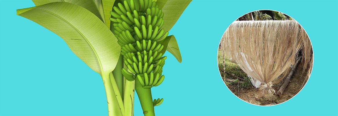 Banana Fibre - Properties and uses of Natural Fibre