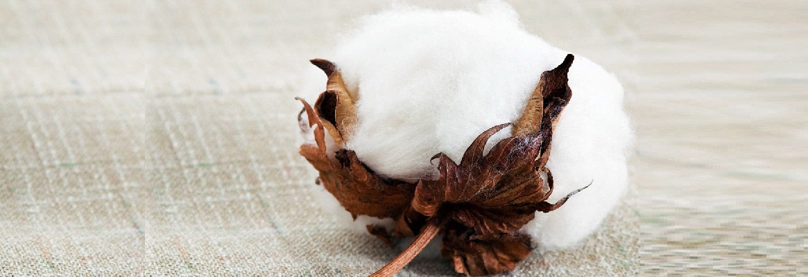 Antimicrobi Finishing Cotton Fabric With Mint Stem Extract Fibre2fashion