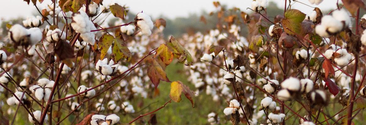 Vidarbha-India-cotton_big