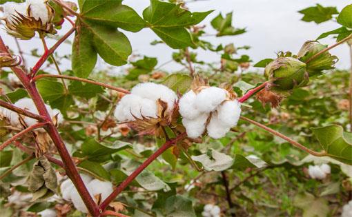 Booming Egyptian cotton trade