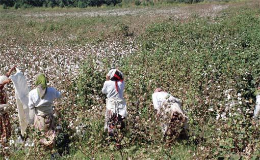 Future of Uzbek cotton