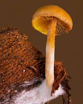 Is Mushroom Business Beneficial?