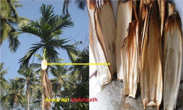 A picture containing tree, palm, outdoor, plant
Description automatically generated