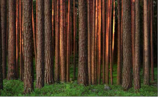 A picture containing curtain, outdoor, forest
Description automatically generated