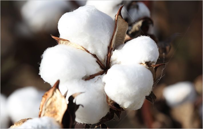 Cotton output projected to fall 11% - Fibre2Fashion