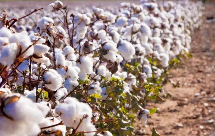 Cotton crop part of Kenya's 'Big Four' action plan