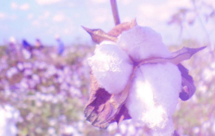 Pic: Cotton Egypt Association