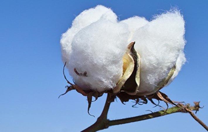 Pic: Better Cotton