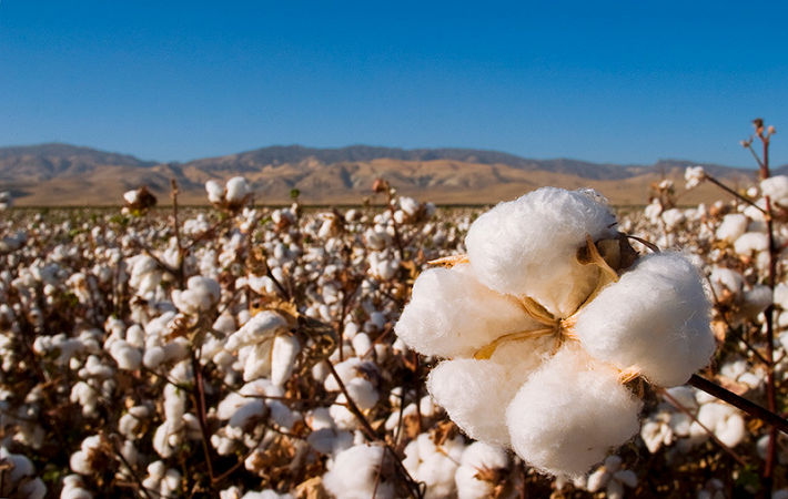 Pic: Cotton USA