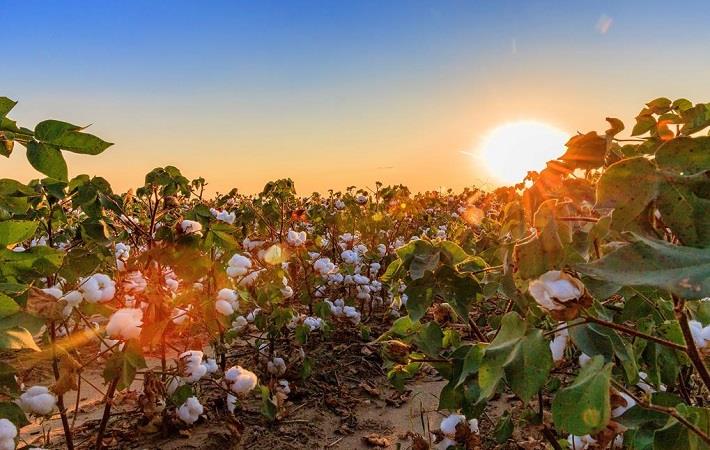 Pic: COTTON USA