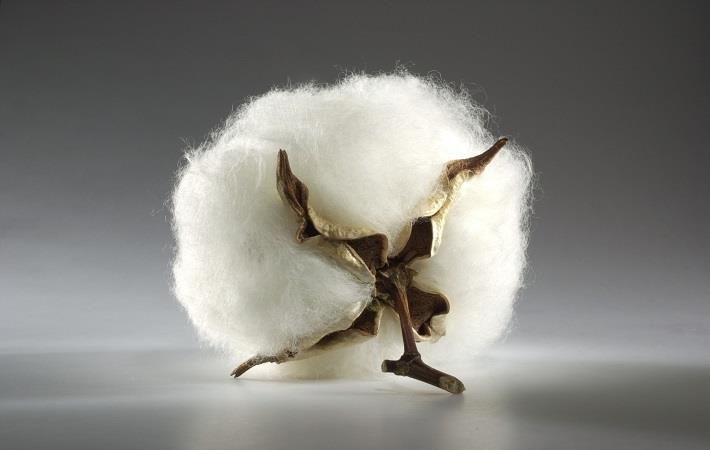 Pic: International Cotton Association (ICA)