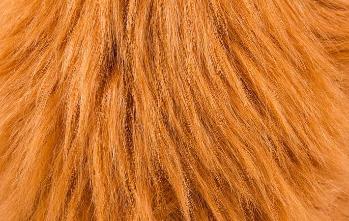 Imports of raw animal hair rise by % - Fibre2Fashion