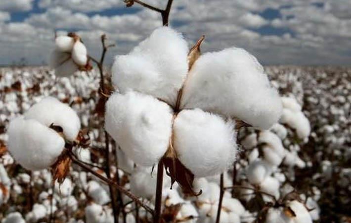 Cotton processing 