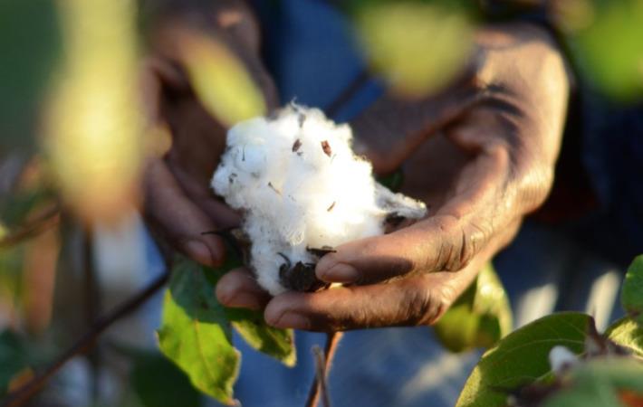 Pic: Better Cotton Initiative