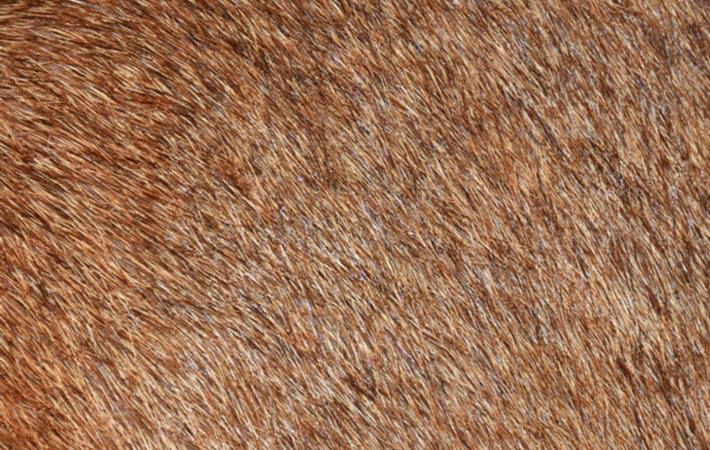 Nordstrom to stop selling animal fur & skin products - Fibre2Fashion