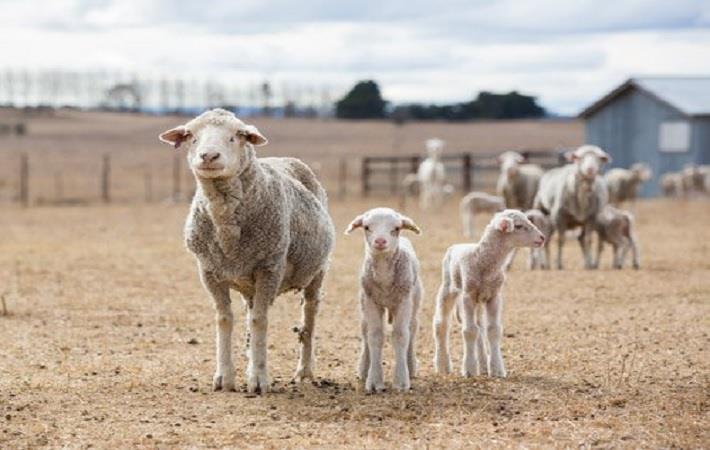 Pic: Australian Wool Innovation
