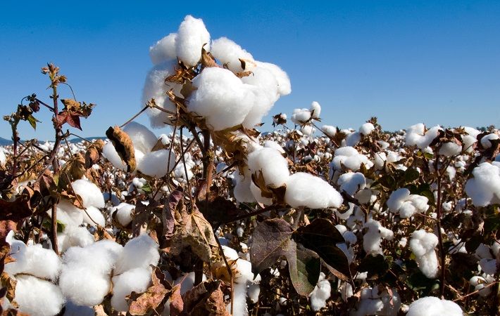 Australian cotton exports expected to grow in 2020-21: TexPro report ...