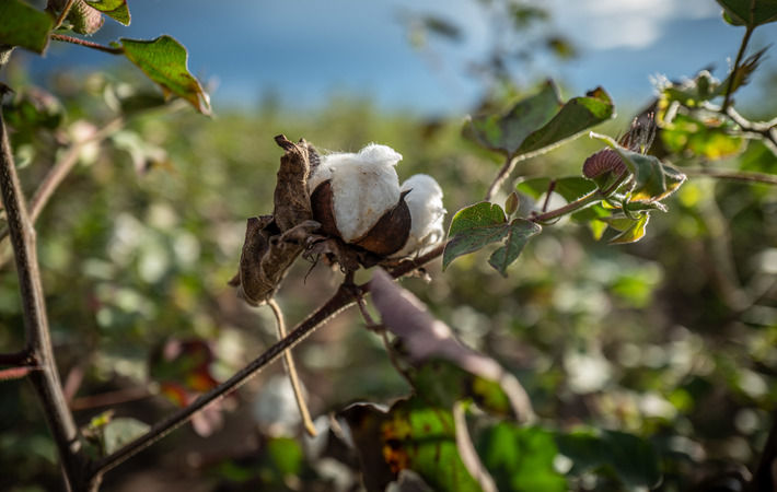 Pic: Cotton made in Africa 