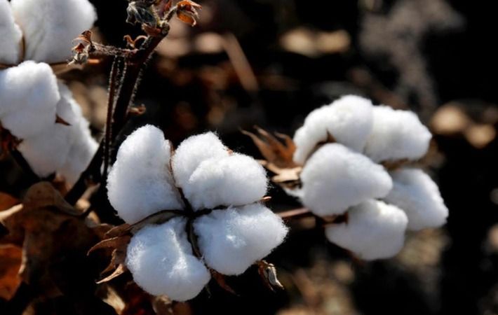 Pic: National Cotton Council of America