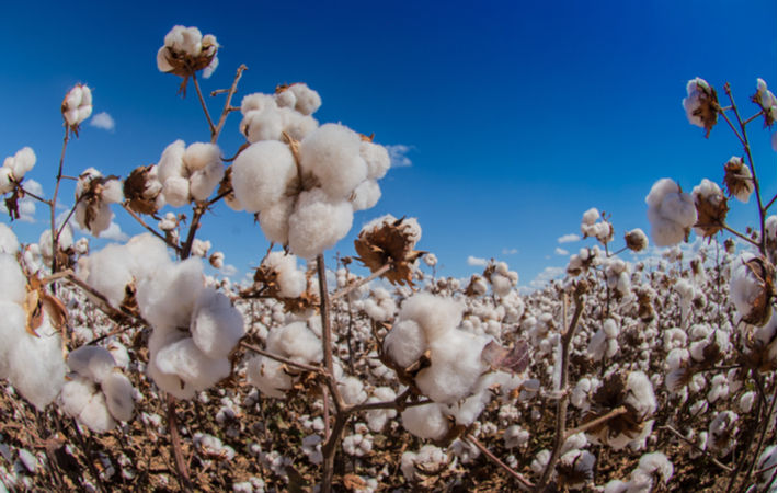 The Best Cotton in the World