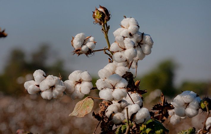 Ivory Coast's cotton production to surge, exports to dip: TexPro ...