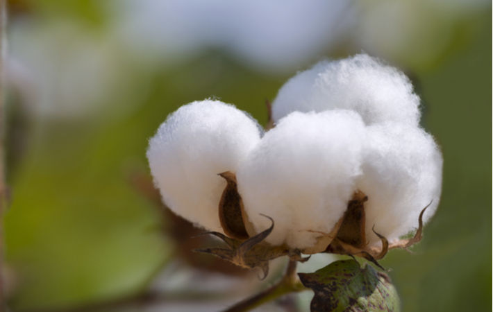 U.S. Cotton Trust Protocol adds retail company Tesco as new member ...