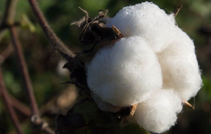 CAI maintains its cotton crop estimate for 2019-20 crop year at 354.50 lakh  bales - The Economic Times