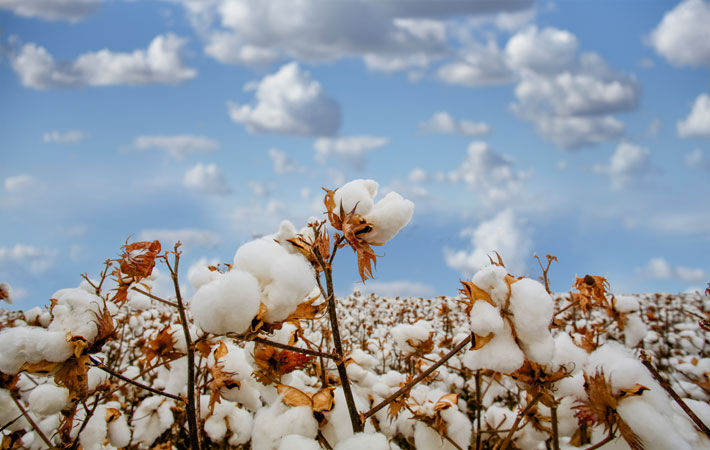 Pic: Good Earth Cotton
