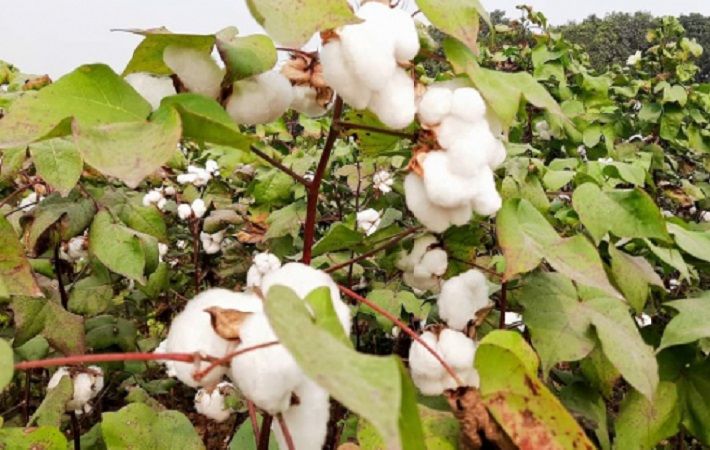 Pic: K. Islam/Cotton Development Board, Ministry of Agriculture, Bangladesh