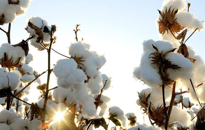 Pic: Cotton Australia