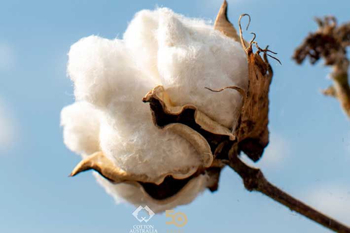 Pic: Cotton Australia