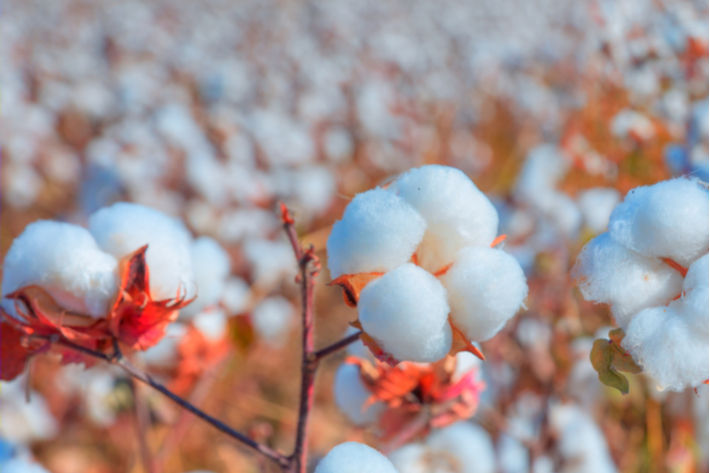 Pic: Shutterstock
