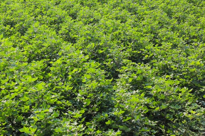 Cotton plants yet to blossom. Pic: Shutterstock
