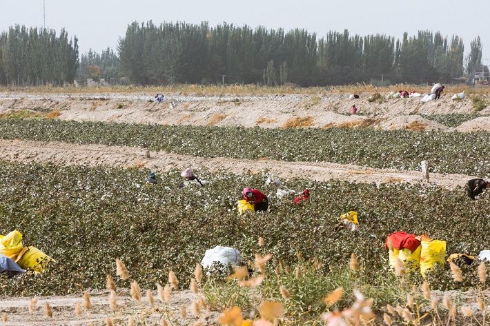 People working in a cotton field in Xingjiang region of China. Pic: Captain Wang / Shutterstock.com