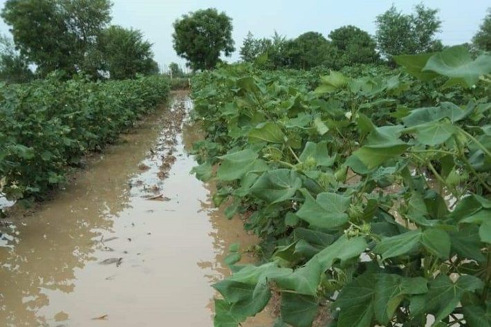 Water logging in a cotton field due to incessant rains in Saurashtra.