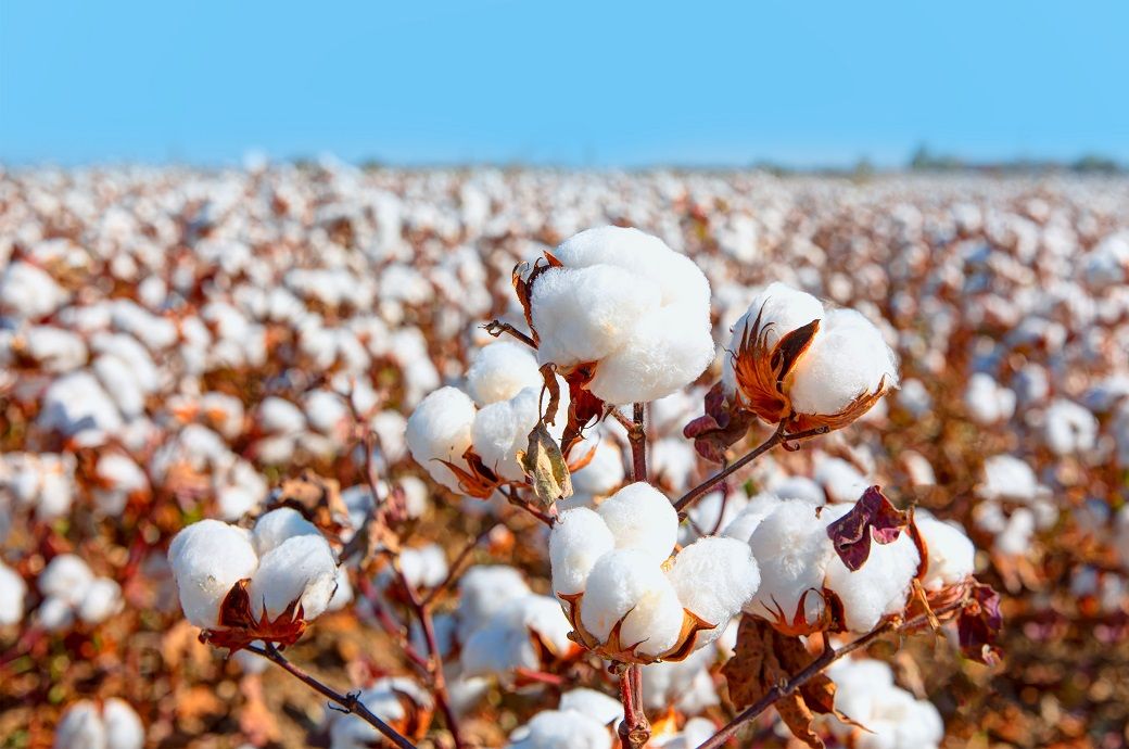 Pakistan's cotton arrivals nearly double to 73.7 lakh bales in 2023-24 ...