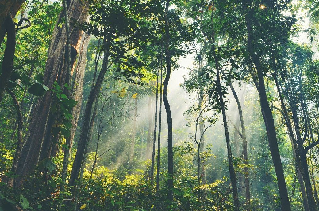 Birla Carbon's Indian plants secure ISCC PLUS certification