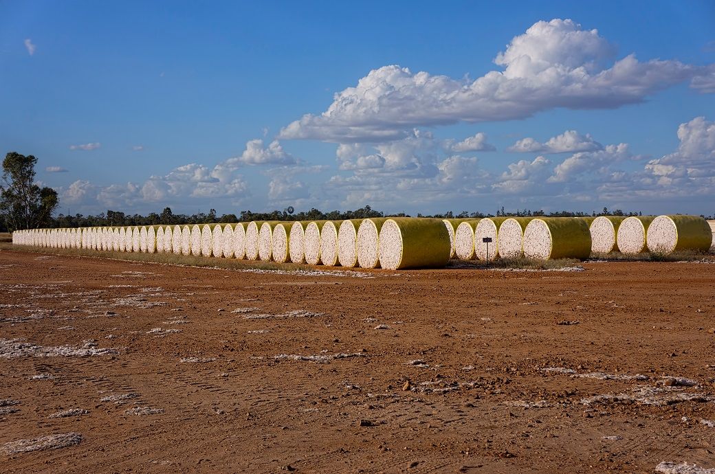 Brazil's cotton exports jump 138% to $3,492 mn in Jan-Sept '24