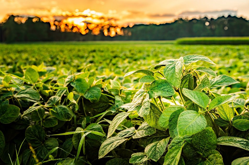 UPL announces US EPA registration of NIMAXXA 