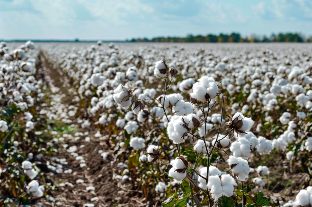 2025: Cotton Sustainability and Current Trends