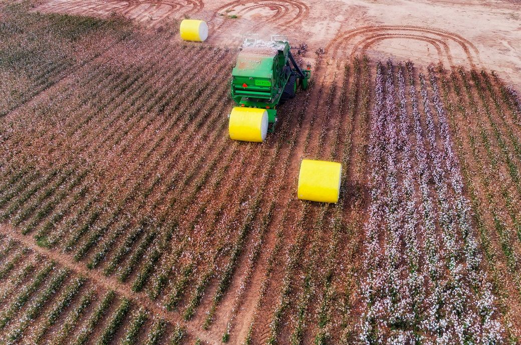 China's cotton imports from US plunge 82% in Jan-Apr 2025