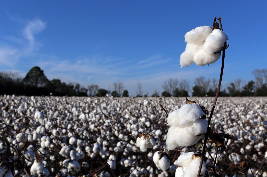 US cotton becomes Vietnam's tariff shield